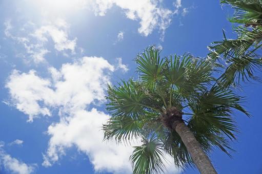 夏のバカンス、ヤシの木の下で 夏のバカンス、ヤシの木の下での写真