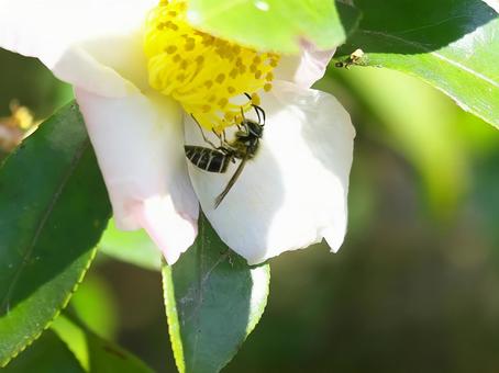 山茶花とクロスズメバチ③の写真