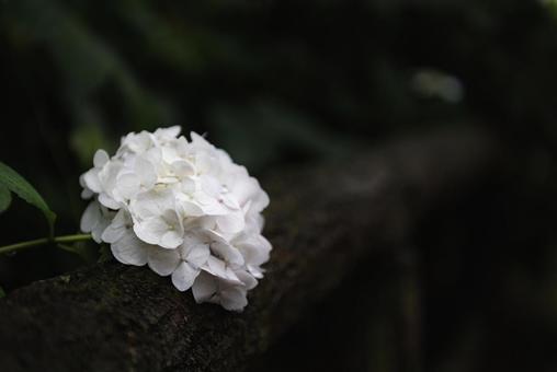 一輪の紫陽花 一輪の紫陽花の写真