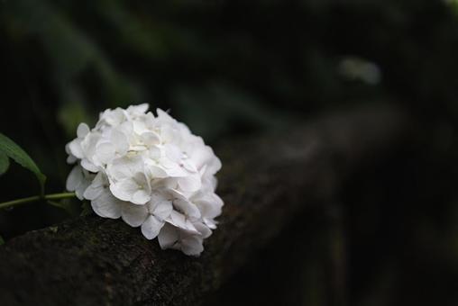 Photo, hydrangea, rainy season, flower, 