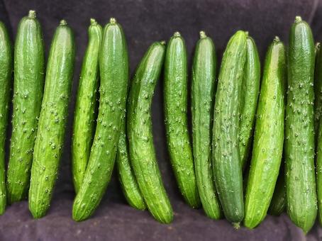 きゅうり きゅうり,たくさん,いっぱいの写真素材