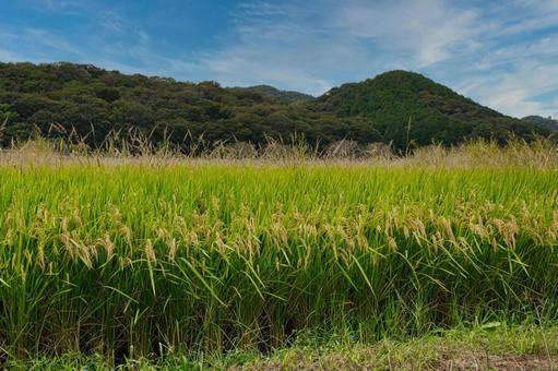 稲穂のある風景 兵庫県加西市 稲穂のある風景 兵庫県加西市 稲穂,田んぼ,青空の写真素材