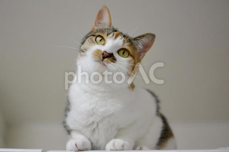 おすまししている三毛猫 猫,三毛猫,ペットの写真素材