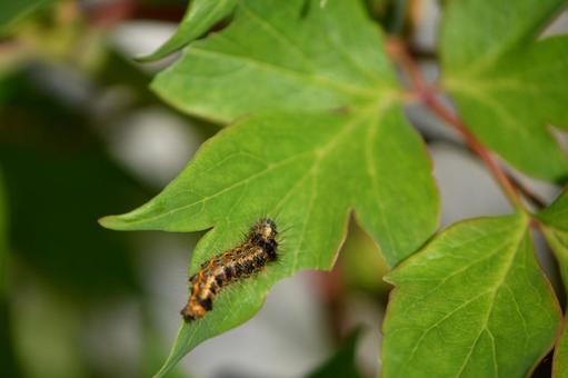 ケムシ 10 ケムシ,毛虫,虫の写真素材