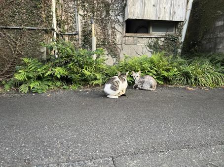 猫たち4 猫たち4の写真