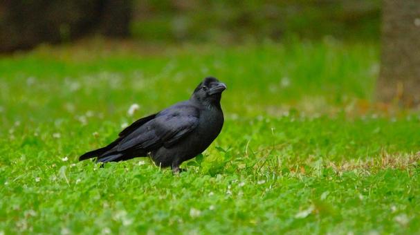 見上げるカラス 見上げるカラスの写真