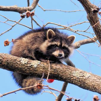 アライグマ アライグマ アライグマ,動物,野生の写真素材