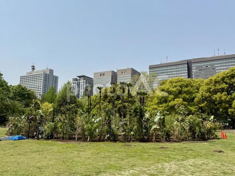 日比谷公園　春の第一花壇 霞ヶ関,千代田区,都会の写真素材