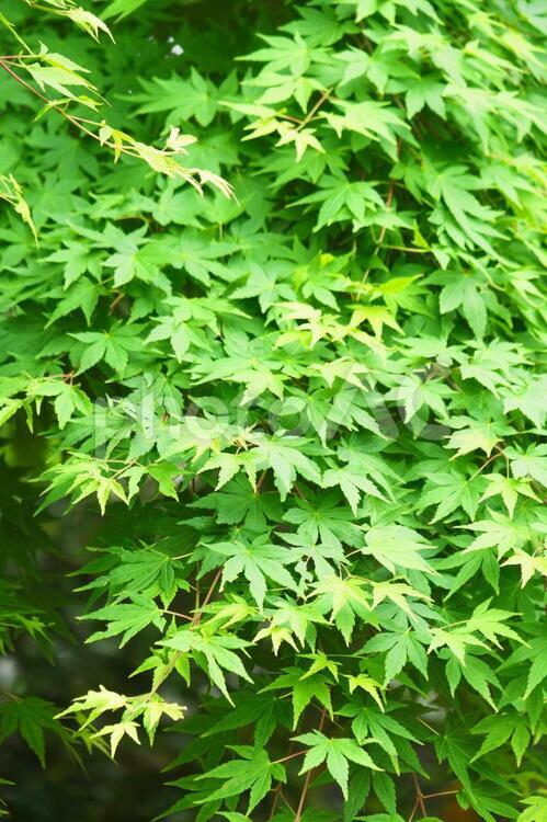 新緑の青モミジ モミジ,新緑,夏の写真素材