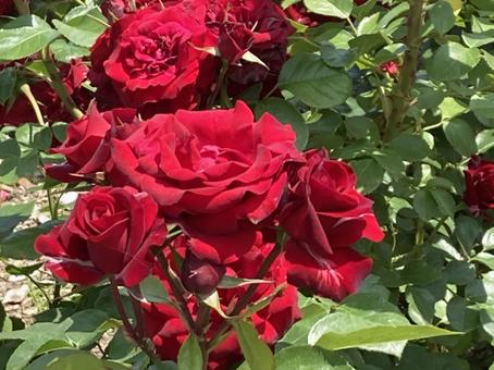 バラの花1 バラの花1の写真