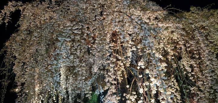 夜桜 夜桜 桜,青空,花の写真素材
