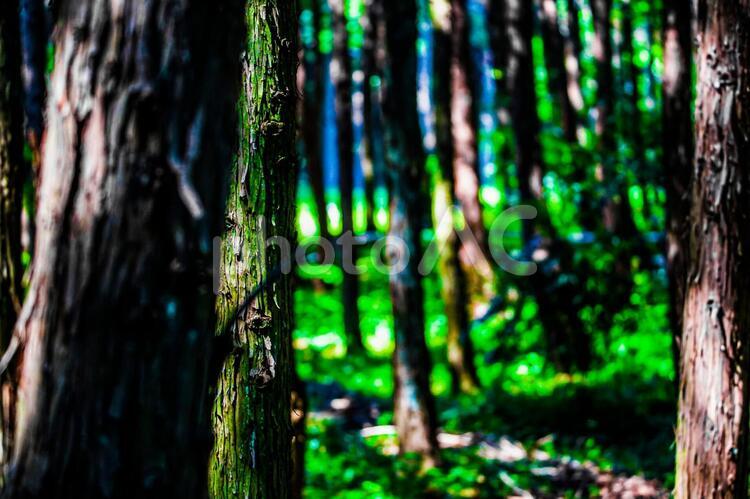 深い森のイメージ 森,深い森,深林の写真素材