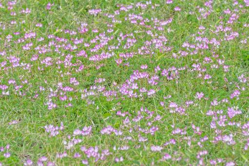 れんげ れんげ 蓮華,花畑,レンゲ畑の写真素材
