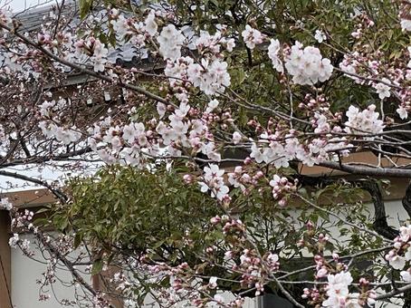 花 花の写真