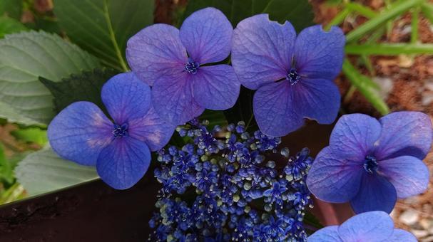 あじさいの写真