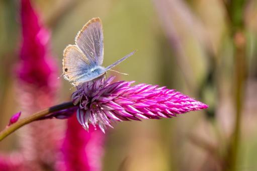 ウラナミシジミ⑻ ウラナミシジミ⑻ 蝶,ウラナミシジミ,昆虫の写真素材