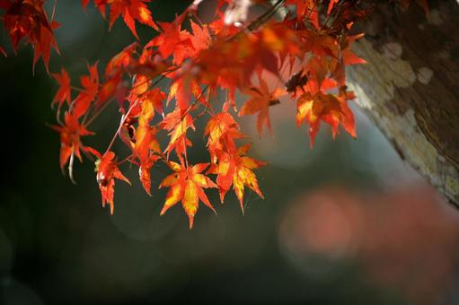 秋の季節を彩る紅葉 秋の季節を彩る紅葉の写真