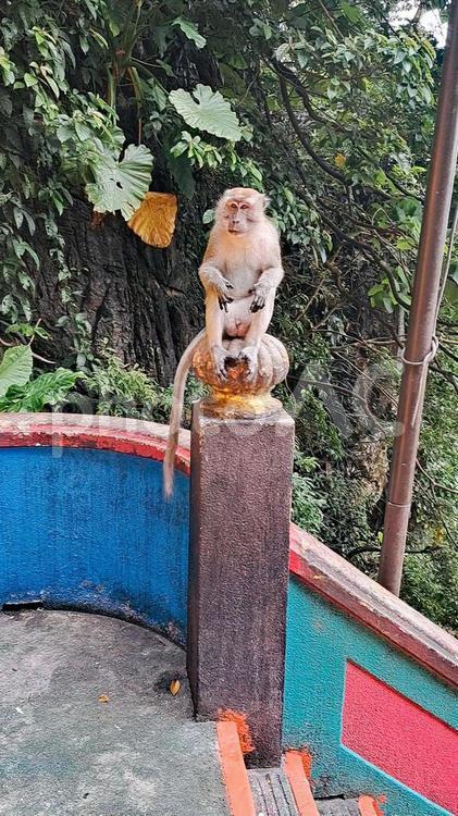 マレーシア　バトゥ洞窟の猿 バトゥ洞窟,バトゥケーブ,マレーシアの写真素材