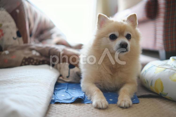 くつろぐ犬 犬,動物,屋内での写真素材