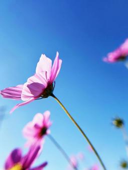 青空と光り輝くコスモス 空,コスモス,光の写真素材
