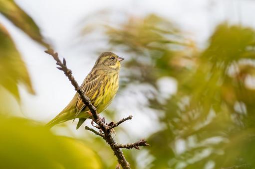 アオジ(22)の写真