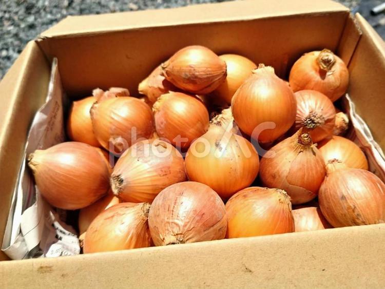 箱入りの玉葱（たまねぎ） たまねぎ,タマネギ,いっぱいの写真素材