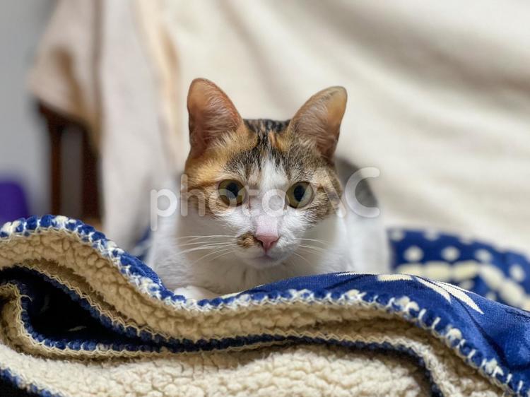 カメラ目線の猫 猫,ねこ,ネコの写真素材