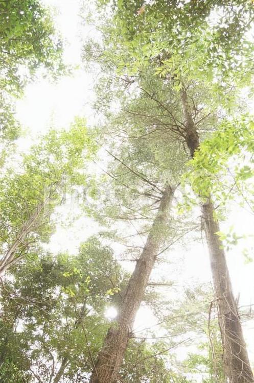 差し込む木漏れ日 木,枝,空の写真素材