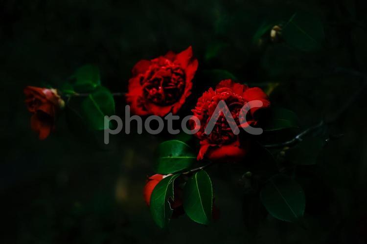 ＜五島の風景＞五島椿園の椿（紅獅子） 椿,ヤブツバキ,紅獅子の写真素材