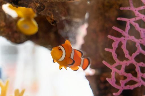 水槽を泳ぐクマノミと珊瑚⑤ 水槽を泳ぐクマノミと珊瑚⑤ クマノミ,熱帯魚,水槽の写真素材