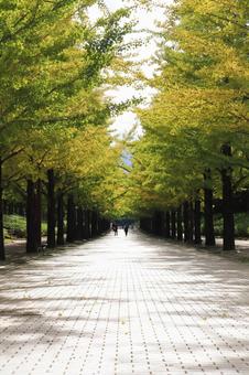 秋の公園のイメージ 秋の公園のイメージの写真