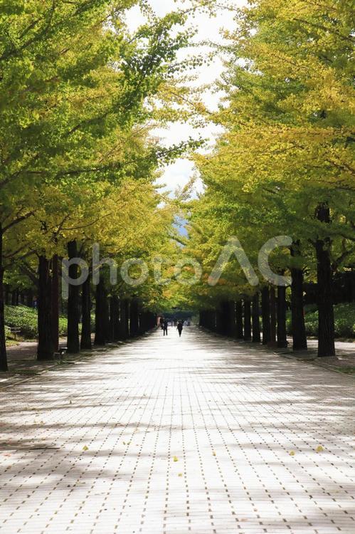 秋の公園のイメージ 紅葉,秋,旅の写真素材