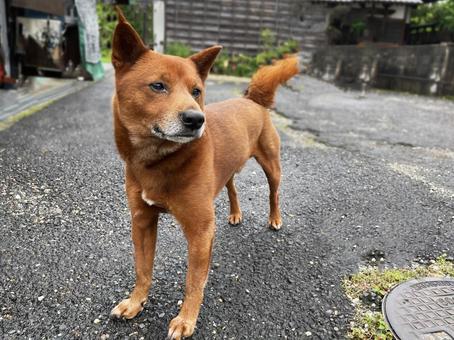 美濃柴犬 美濃柴犬の写真