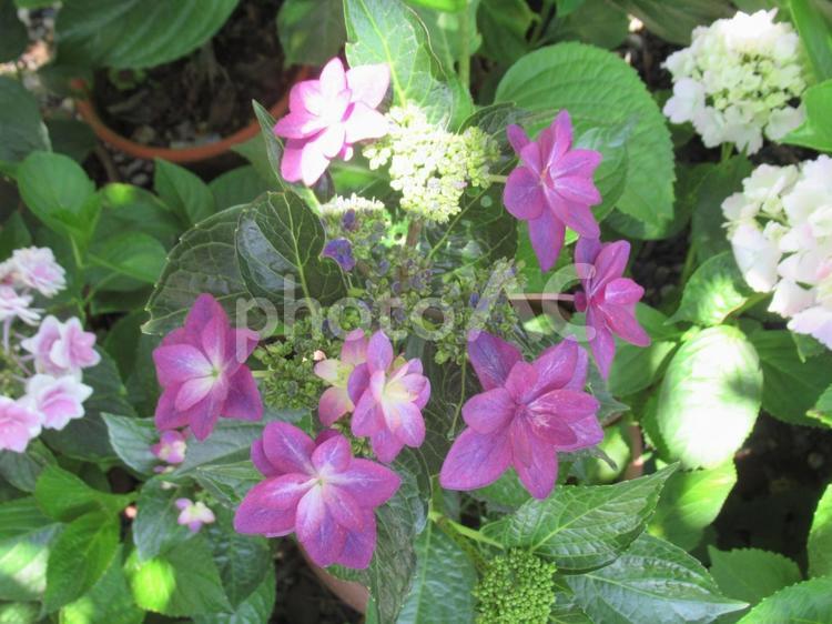 八重咲き品種の紫陽花（アジサイ） 紫陽花,八重,八重咲の写真素材