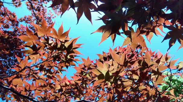 autumn leaves, JPG