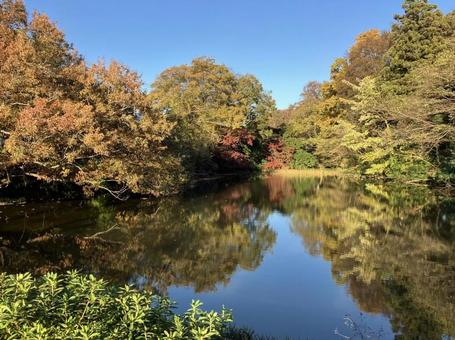 池に青空が映る 池に青空が映るの写真