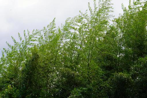 竹林 竹林の写真