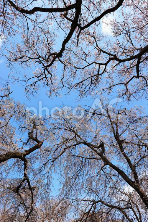 徳佐のしだれ桜  徳佐のしだれ桜,桜,桜並木の写真素材