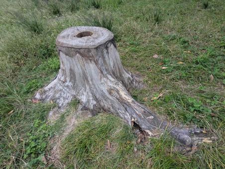 切り株 切り株 切り株,自然,伐採の写真素材