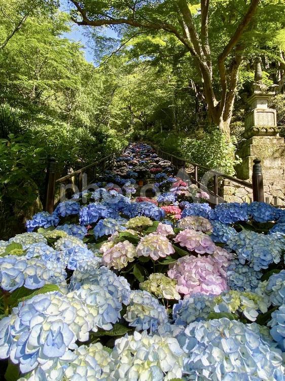 奈良　紫陽花の季節の長谷寺 奈良,長谷寺,紫陽花の写真素材