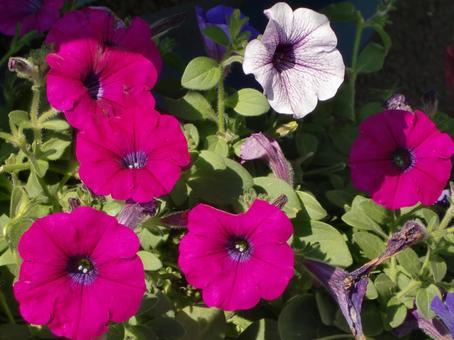 ペチュニア-2 ペチュニア,花びら,花脈の写真素材