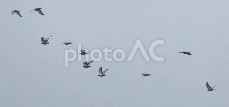 仲良く飛んで群れからはぐれないで 群れ,野鳥,鳩の写真素材