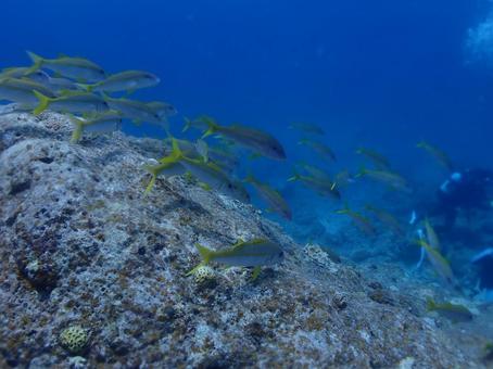 石垣島海底・ダイバーと魚の群れ 石垣島海底・ダイバーと魚の群れ 石垣島,伊原間湾,スキューバダイビングの写真素材