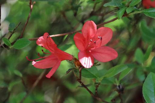 小さく咲くヤマツツジの花の写真