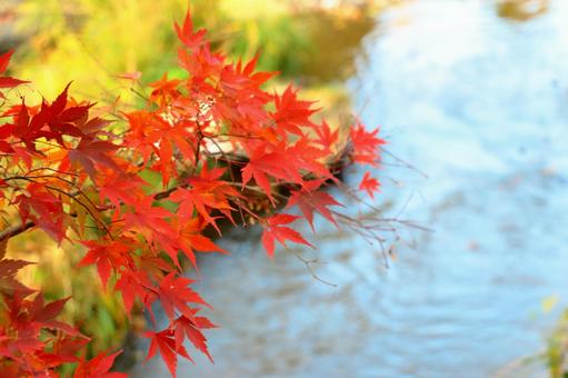 赤いもみじの写真