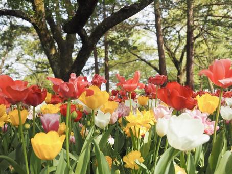 Colorful tulips blooming in the shade, JPG