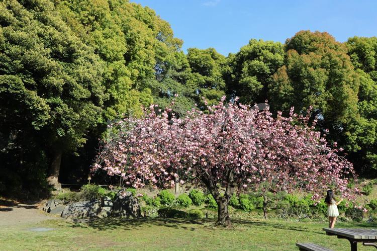 森の中の桜 桜,サトザクラ,清澄庭園の写真素材