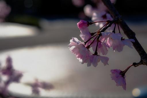 夕暮れの桜 夕暮れの桜の写真