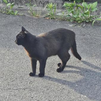 街中でそっぽを向く黒猫 街中でそっぽを向く黒猫 黒猫,ねこ,にゃんこの写真素材