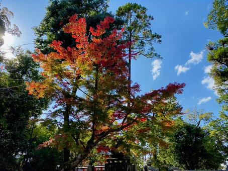 京都 京都の写真